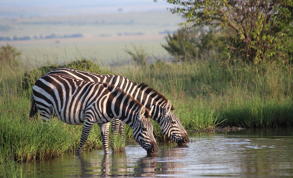 Zebras