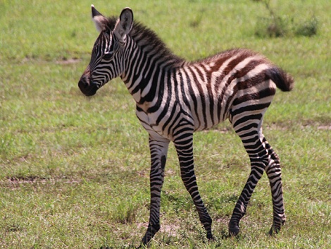 Zebrafohlen in der Masai Mara