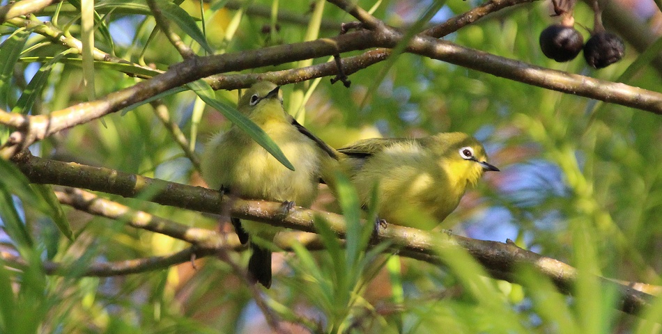 Kenia-Brillenvögel (Zosterops flavilateralis)