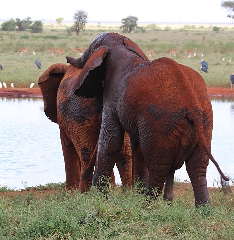 Elefanten Paarung vor der Ngutuni Lodge
