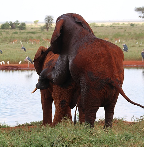 Elefanten Paarung vor der Ngutuni Lodge