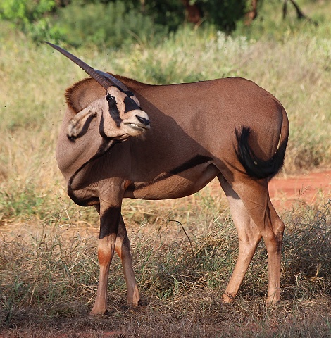 Fransenohr Oryx im Ngutuni Reservat