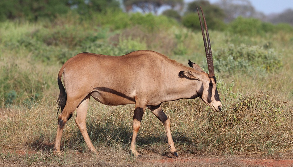 Fransenohr Oryx im Ngutuni Reservat