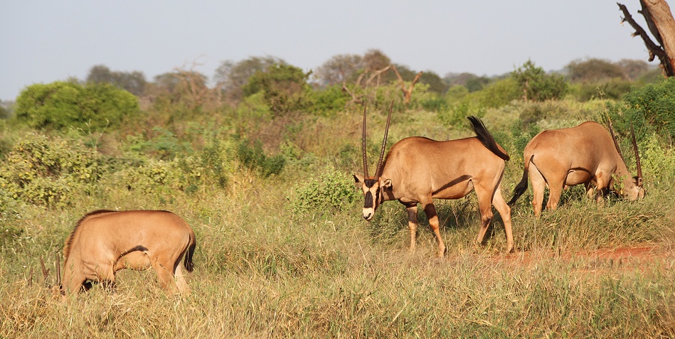 Fransenohr Oryx im Ngutuni Reservat