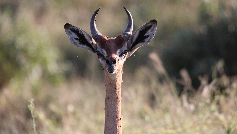 Giraffenhalsantilopen, Gerenuk im Ngutuni Reservat