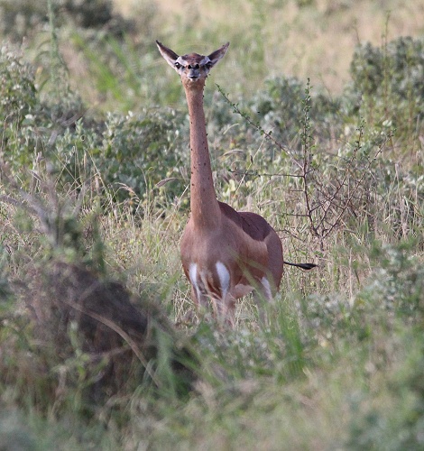 Giraffenhalsantilopen, Gerenuk im Ngutuni Reservat