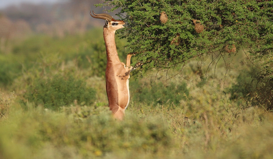 Giraffenhalsantilopen, Gerenuk im Ngutuni Reservat