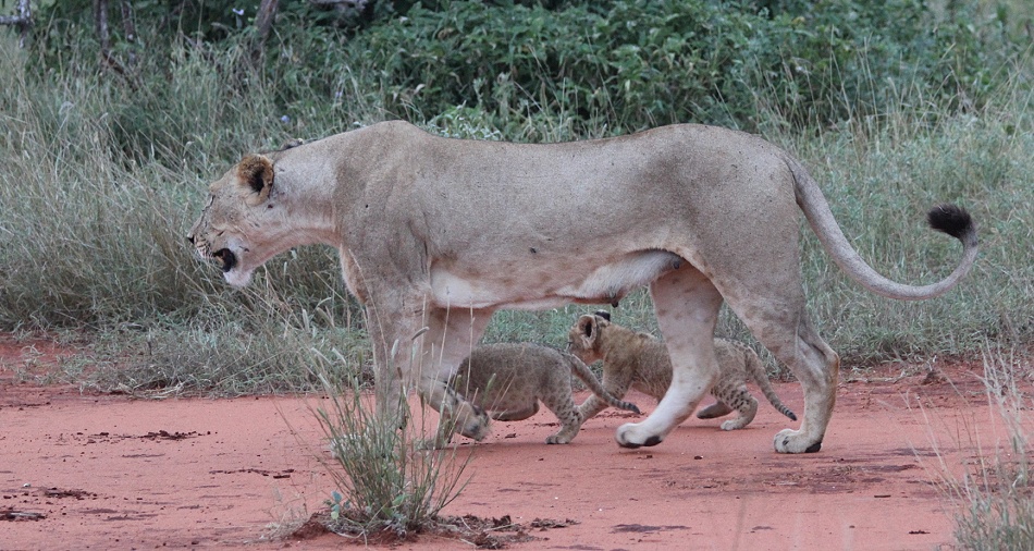 Löwin mit Babys im Ngutuni Resevat
