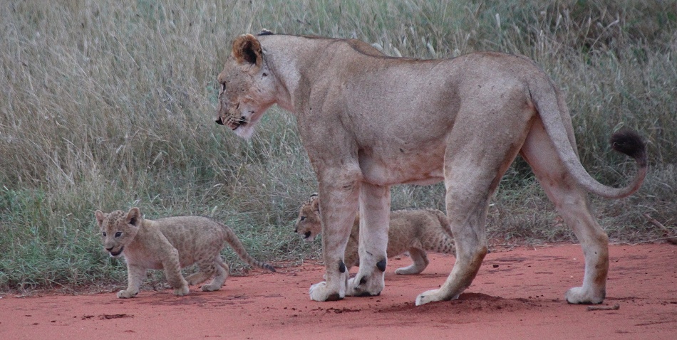 Löwin mit Babys im Ngutuni Resevat