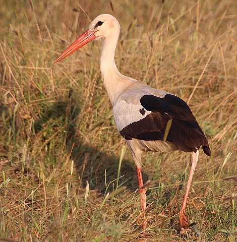 Weissstorch im Ngutuni Reservat