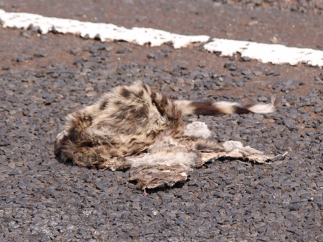Roadkill, Ginsterkatze