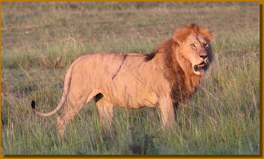 Löwen Männchen, Topi Pride 2025