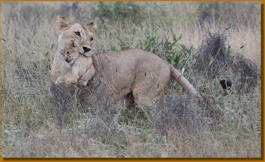 Löwin mit Baby, Ngulia Reservat