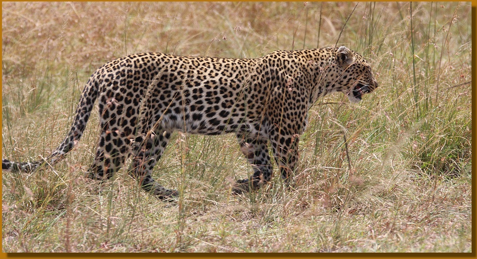Luluka, Leopardin