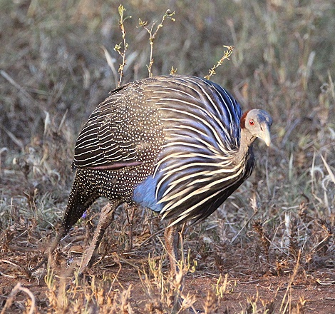 Geierperlhuhn