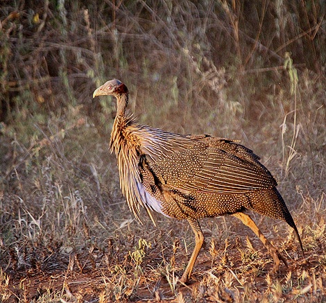 Geierperlhuhn
