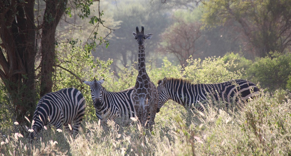 Zebras und Giraffe im Tsavo West National Park