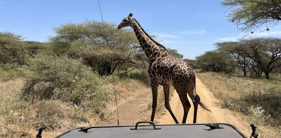 Giraffenbullen im Tsavo West