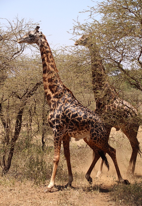 Giraffenbullen im Tsavo West