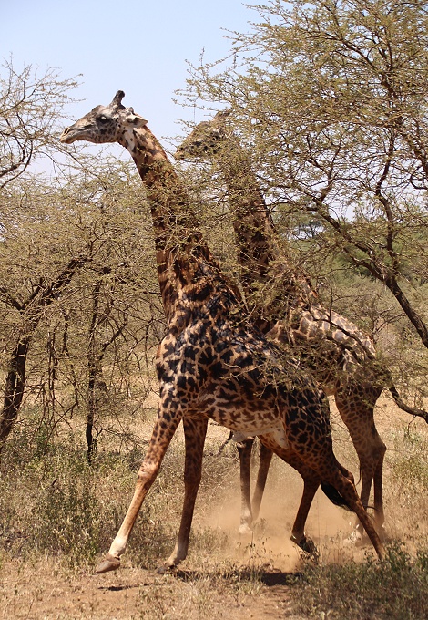 Giraffenbullen im Tsavo West