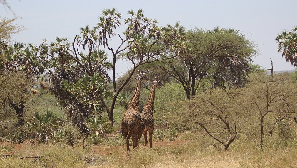 Masai Giraffen im Tsavo West National Park