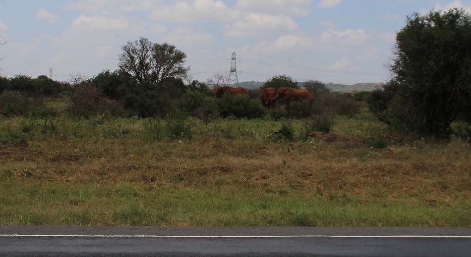 Rote Elefanten am Nairobi - Mombasa Highway