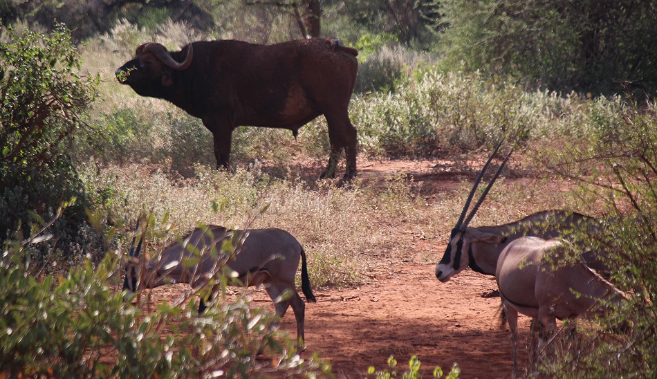 Großwild im Tsavo West