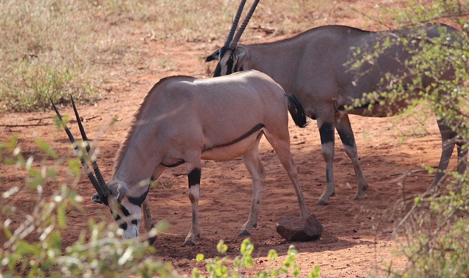 Fransenohr Oryx