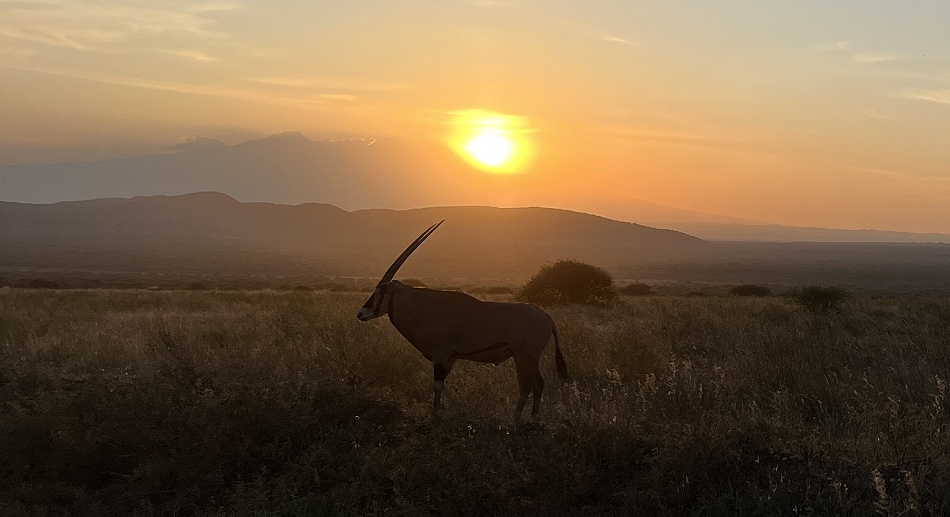 Oryx im Sonnenuntergang, Tsavo West National Park