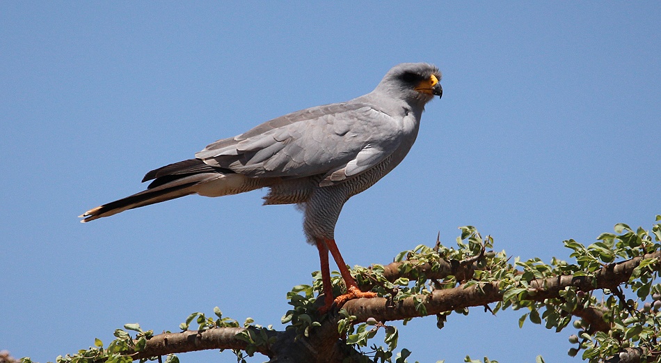 Weissbürtzel Singhabicht, adult