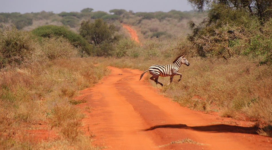 quer durch den Tsavo West