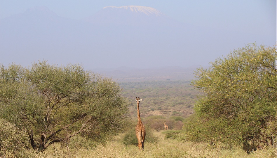 Giraffen vor dem Kilimanjaro