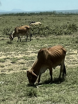 Anfahrt in die Masai Mara