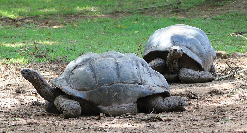 zwei von vier Aldabra Riesenschildkr&ouml;ten im Garten des Boko Boko Guesthouse