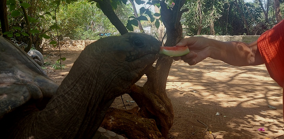 Aldabra Riesenschildkr&ouml;te im Garten des Boko Boko Guesthouse