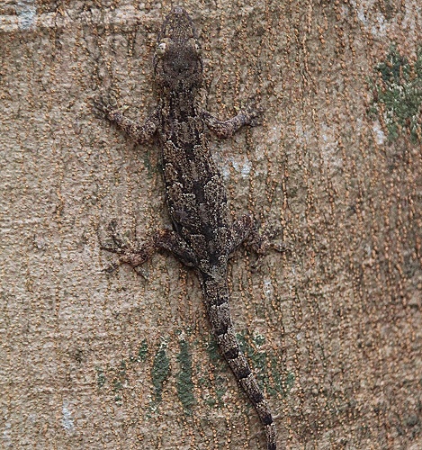 Baumgecko