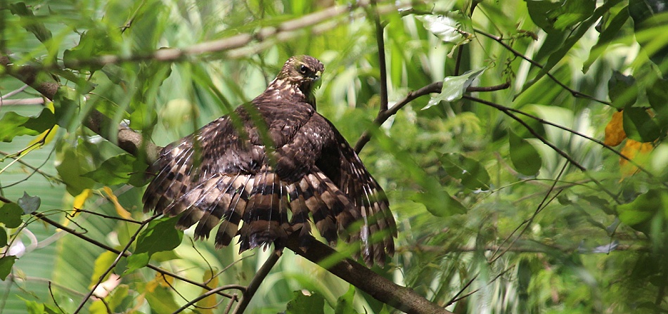 Dominohabicht jagt im garten des Boko Boko Drauerdrongos und Flederm&auml;use