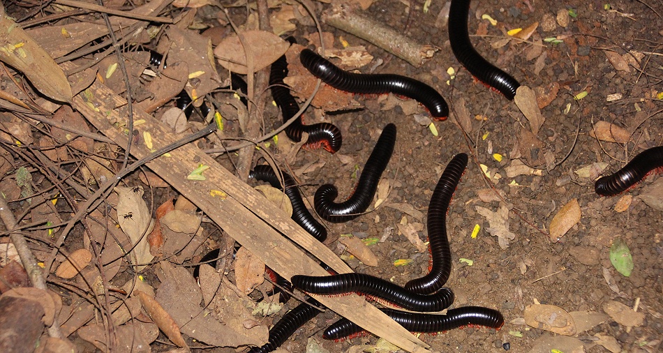 Epibolus pulchripes im Garten des Boko Boko Guesthouse