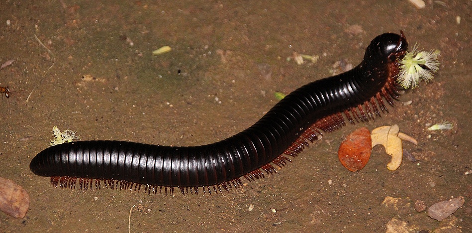Epibolus pulchripes im Garten des Boko Boko Guesthouse
