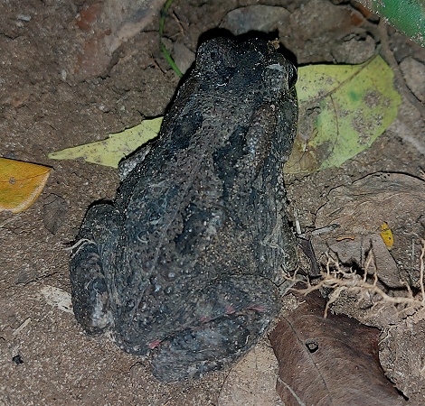 Guttural toad im Garten des Boko Boko Guesthouse