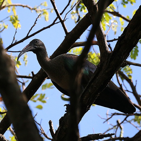 Hagedach Ibis im Garten des Boko Boko Guesthouse