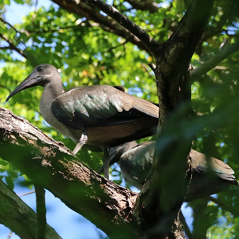 Hagedach Ibis im Garten des Boko Boko Guesthouse