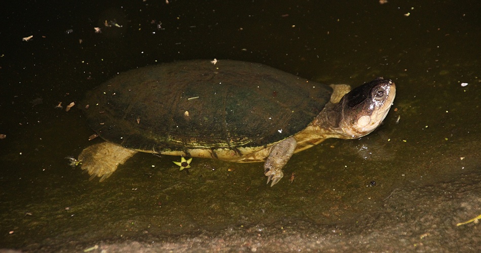 Klappbrust Pelomedusenschildkr&ouml;te, Boko Boko Bungalows