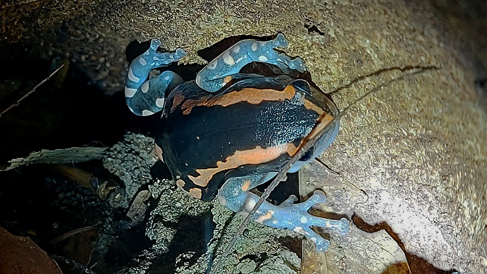 Phrynomantis bifasciatus im Garten des Boko Boko Guesthouse