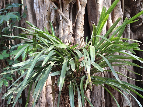 Boko Boko Garten - Porini Restaurant