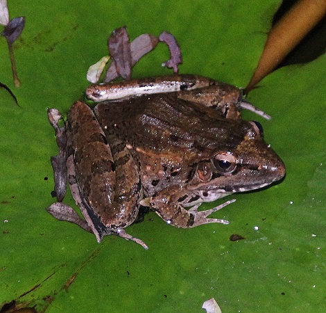im Garten des Boko Boko Guesthouse