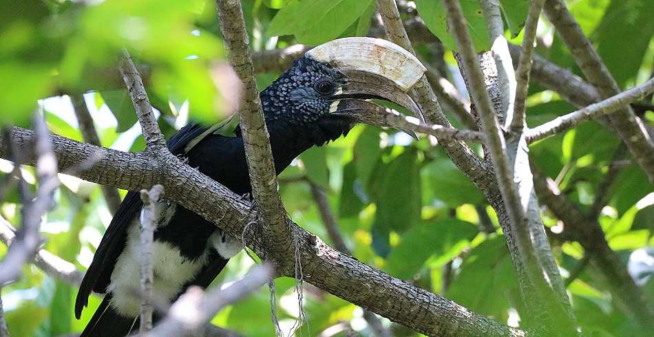 Silberwangenhornvogel imm er wieder gern gesehen im Garten des Boko Boko