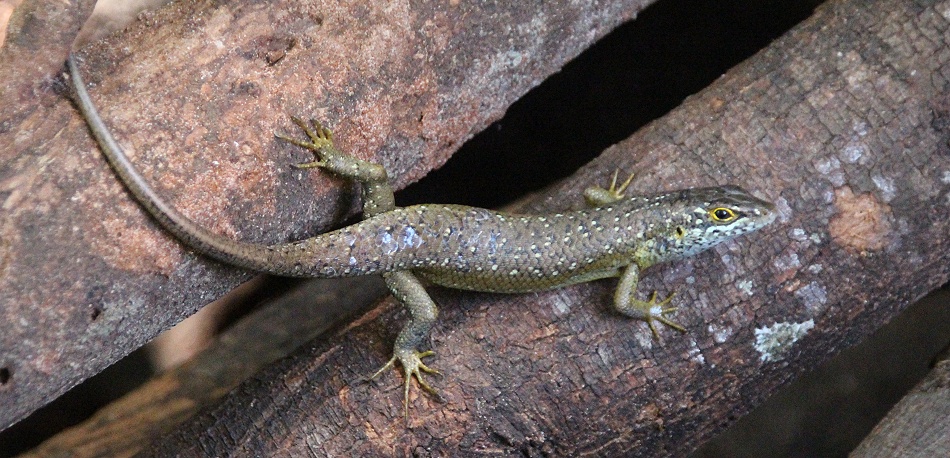 Speckled Lipped Skink
