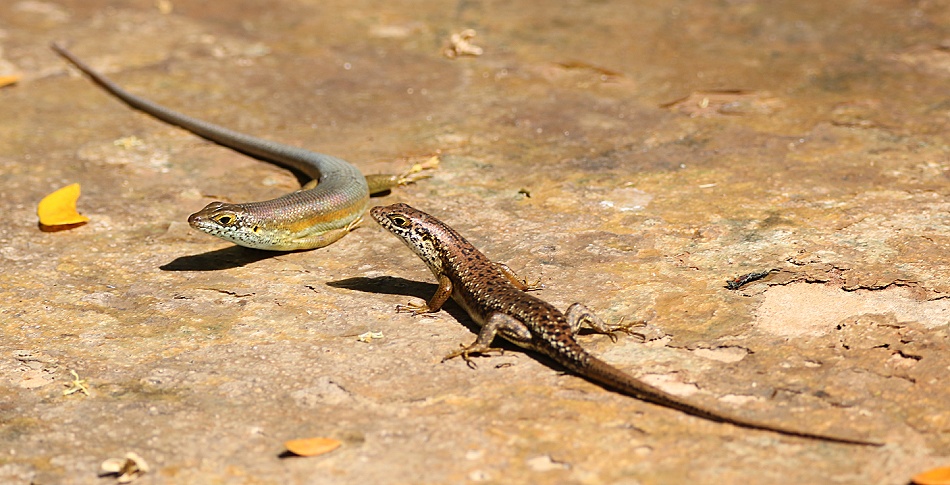 Speckled Lipped Skink, P&auml;rchen
