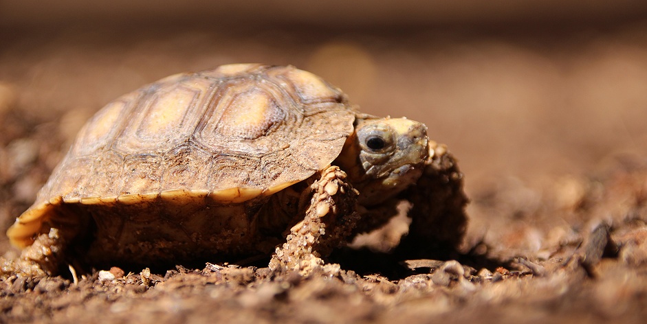frisch geschl&uuml;pfte Spekes Gelenkschildkroeten, Boko Boko Guesthouse